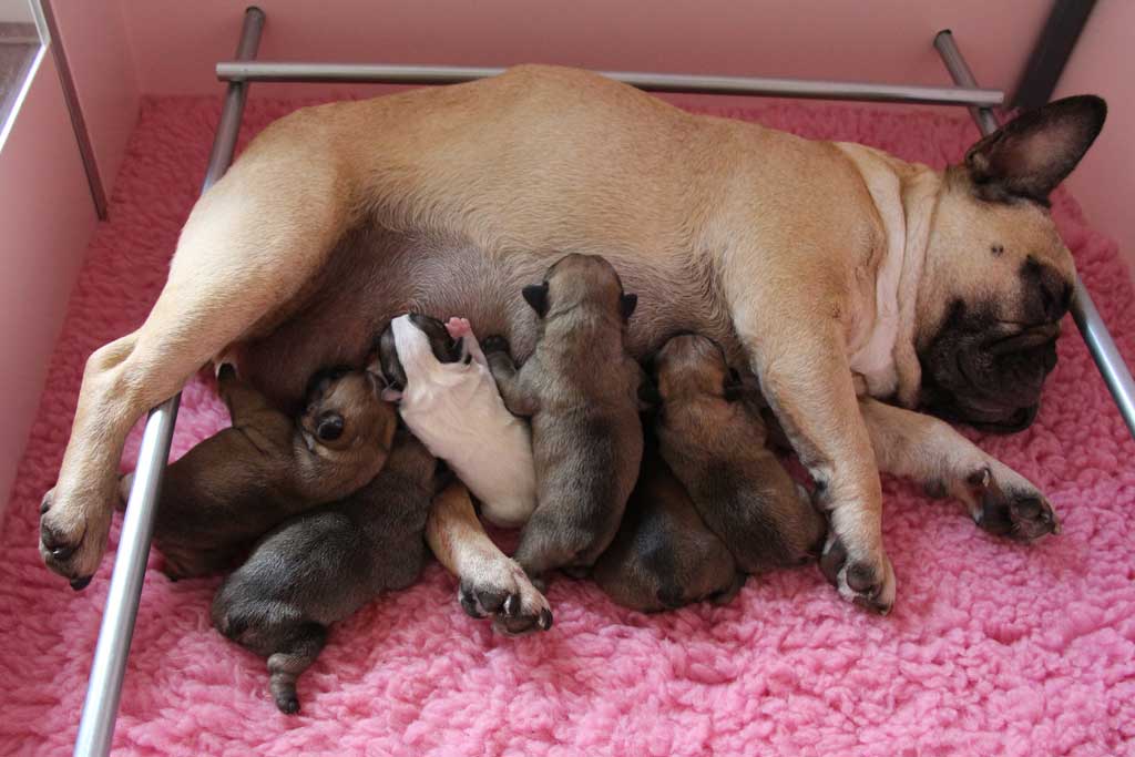 Pups geboren op 27 juli 2014!