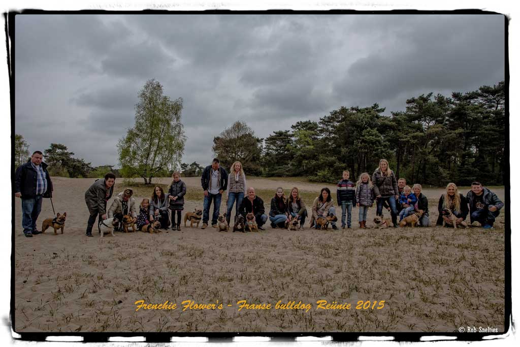 Franse bulldog reünie 2015