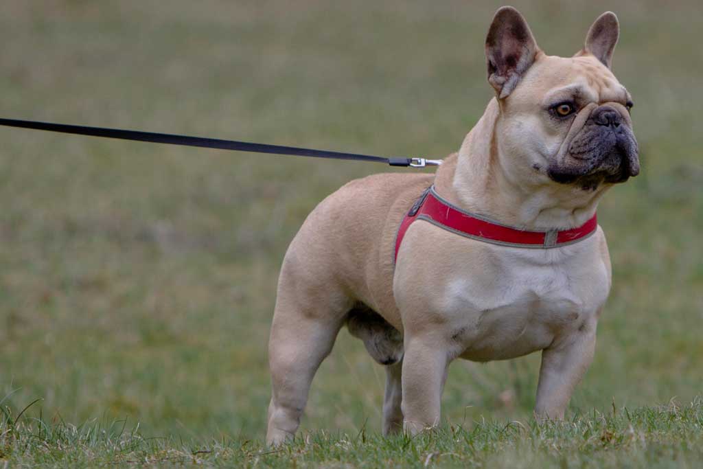 Herplaatst in december 2015: knappe Franse bulldog reu