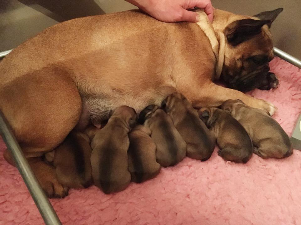 Puppy’s geboren op 24 mei!