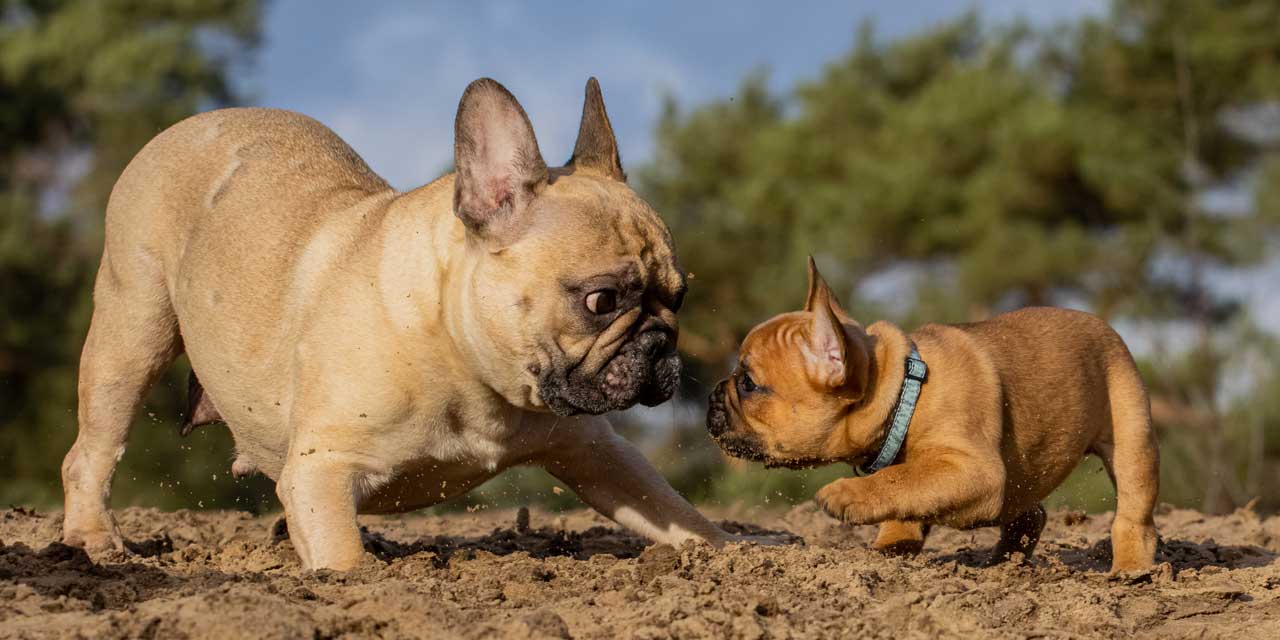 Franse Bulldog gezonde pup