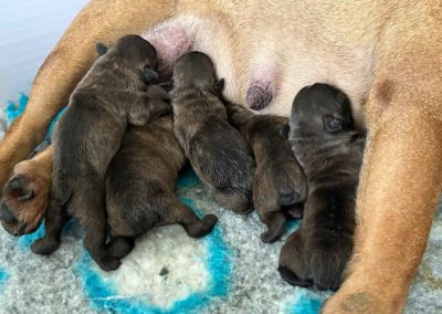 Outcross crossbreeding gezonde Franse Bulldog pups fokker