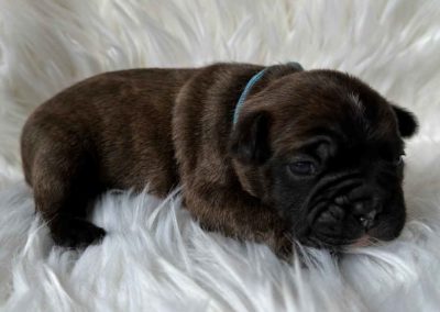 Frenchton pup outcross gezonde moderne Franse Bulldog