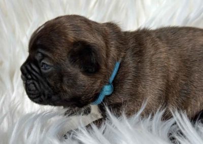 Frenchton pup outcross gezonde moderne Franse Bulldog