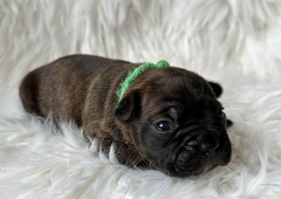 Frenchton pup outcross gezonde moderne Franse Bulldog