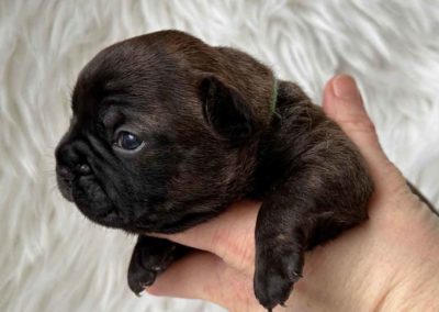 Frenchton pup outcross gezonde moderne Franse Bulldog