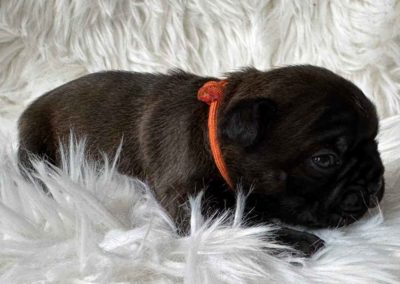 Frenchton pup outcross gezonde moderne Franse Bulldog