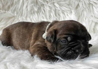 Frenchton pup outcross gezonde moderne Franse Bulldog