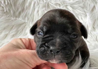 Frenchton pup outcross gezonde moderne Franse Bulldog