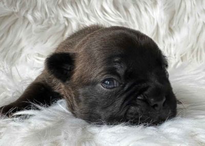 Frenchton pup outcross gezonde moderne Franse Bulldog